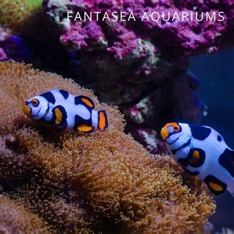 Designer Clownfish Whats The Hype Fantasea Aquariums