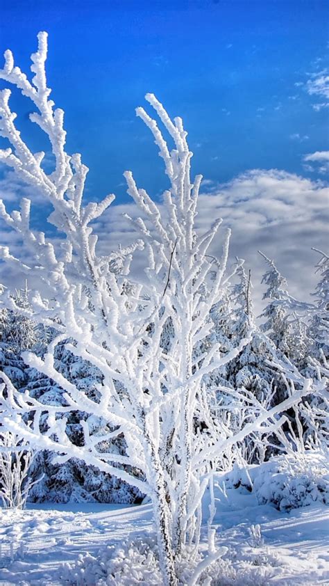 Download Wallpaper 540x960 Winter Snowy Layer Trees Forest Samsung