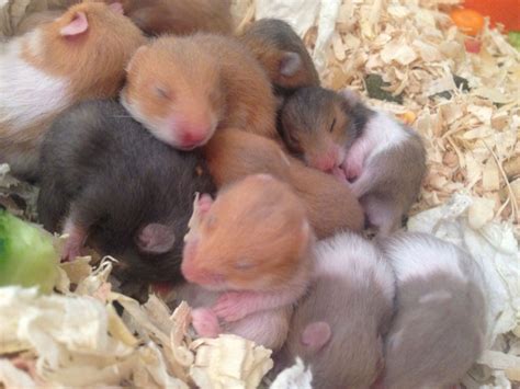 Baby Syrian Hamsters Only 7 Left Walsall West Midlands Syrian