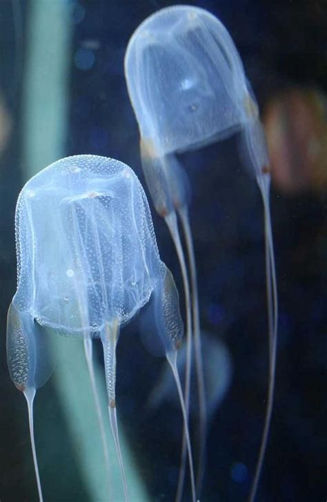 Australian Box Jellyfish Jellyfish Ocean Creatures Incredible Creatures