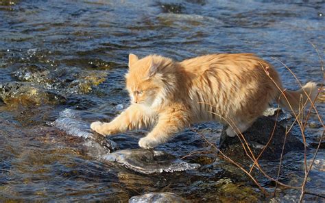 orange tabby cat jumping over rocks in body of water during daytime hd wallpaper wallpaper flare