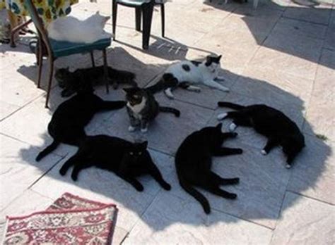 We should preemptively euthanize all old people so to avoid the unexpected sadness of some of them passing away from this heat wave. Damn It's Hot Outside (33 pics) - Izismile.com
