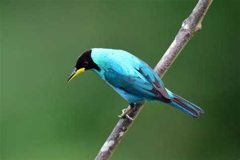 Green Honeycreeper A Green Honeycreeper Chlorophanes Spiz Flickr