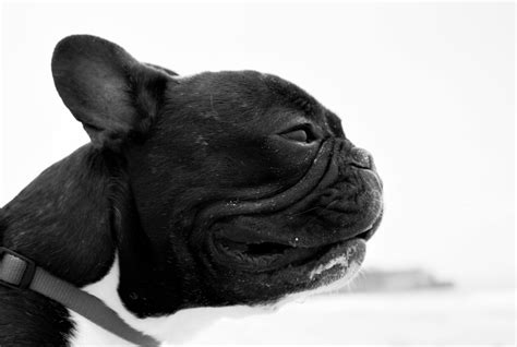 Beautiful Cute French Bulldog Free Image Download