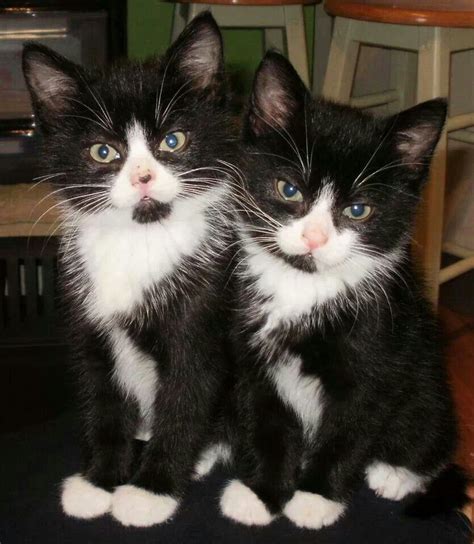 Two Cute Black And White Kittens Kittens And Puppies Cute Cats And