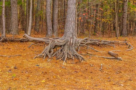 Tree Roots Exposed Stock Image Image Of Rural Perspective 158175371