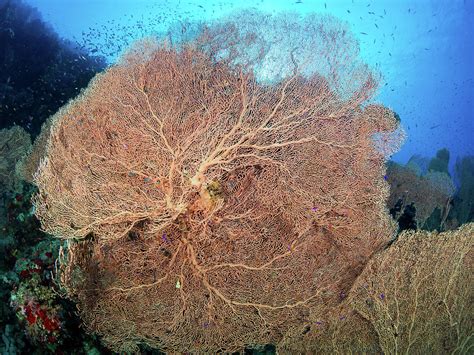 Gorgonian Fan Coral I Photograph By Nw Dive Girl Pamela Treischel