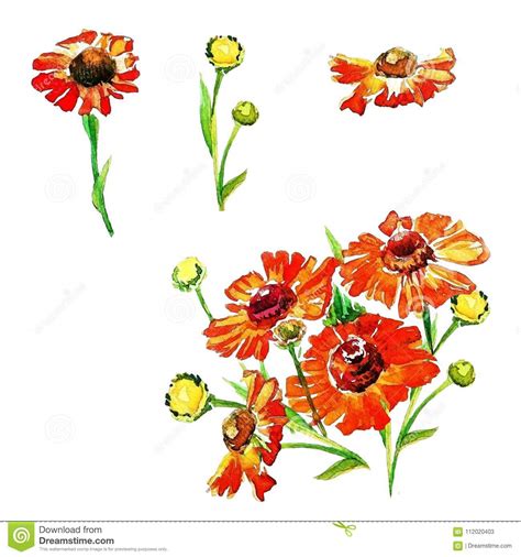 Set Of Summer Flowers Painted With Watercolors Stock Illustration