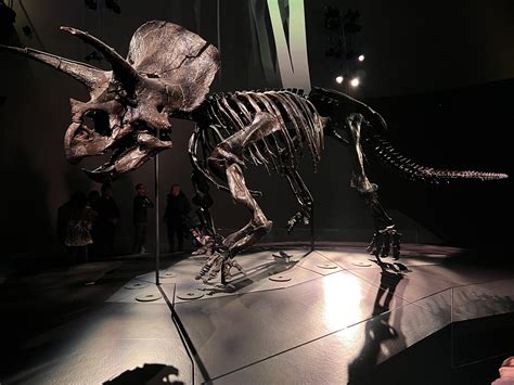 Triceratops Horridus At The Melbourne Museum Photo Oc Its One Of The Most Complete