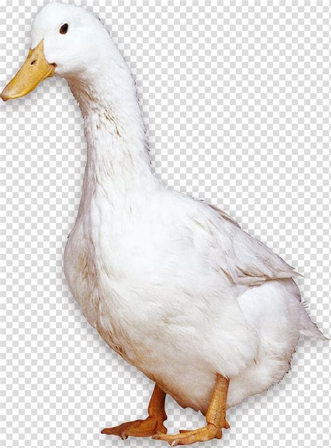 Long island duck or american pekin duck. Free download | American Pekin Peking duck Bird Domestic ...