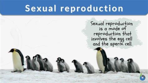 Sexual Reproduction Definition And Examples Biology Online Dictionary