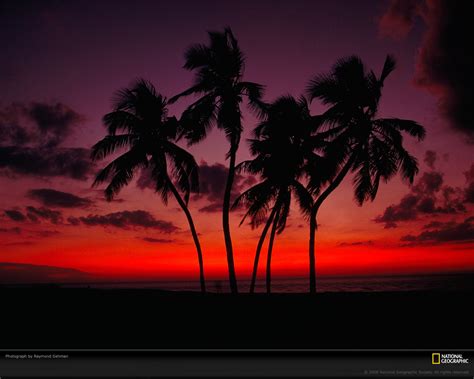 Sunset Palm Trees