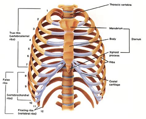Pin By Saju On Fgdfgfdfgd Human Ribs Ribs Anatomy Thoracic Cavity