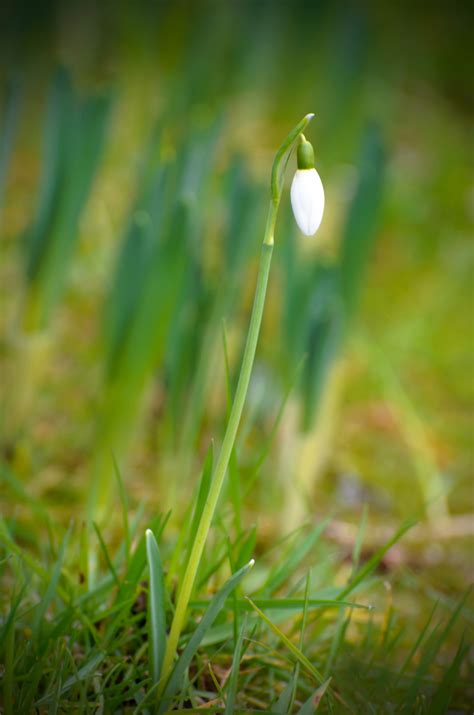 Spring Snowdrop Free Stock Photo Public Domain Pictures