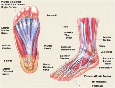 Foot And Ankle Bone Joint Anatomy Model Anatomy Human Body Anatomi