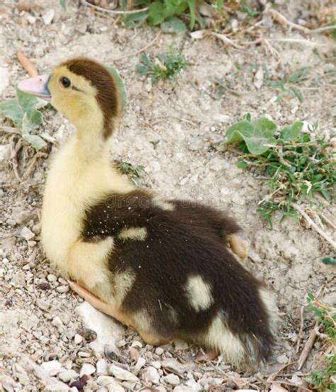 Baby Duck Picture Image 5857388