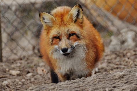 Free Images Nature Zoo Fauna Close Up Red Fox Whiskers