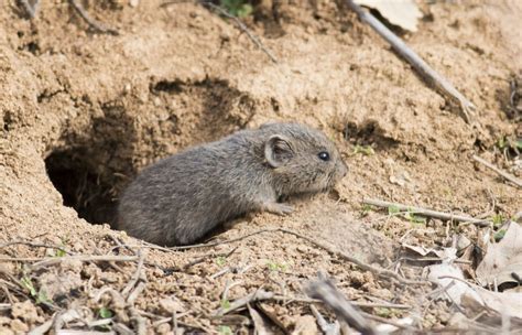 How To Get Rid Of Voles Vole Control In Co