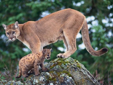 Cougars Are Returning To The Midwest Smart News Smithsonian