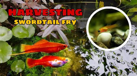Swordtail Breeding Harvesting Swordtail Fry Into My Fish Pond Youtube