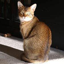 Chausie Information Pictures Of Chausies Chausie Cat Cat Breeds Cats