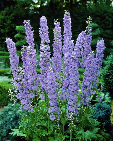 Delphinium Pacific Giant Guinevere Delphinium Premier Seeds Direct Ltd