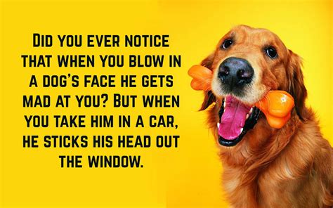 Funny Dog Quotes Hand Picked Text And Image Quotes Quotereel