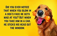 Funny Dog Quotes | Text & Image Quotes | QuoteReel