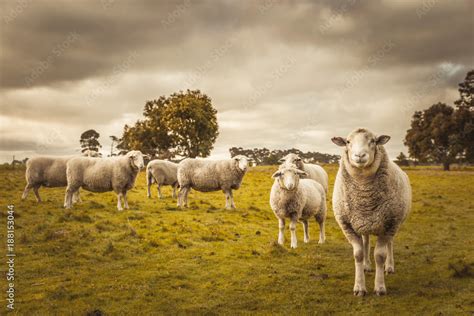 Australian Countryside Rural Autumn Landscape Group Of Sheep Grazing