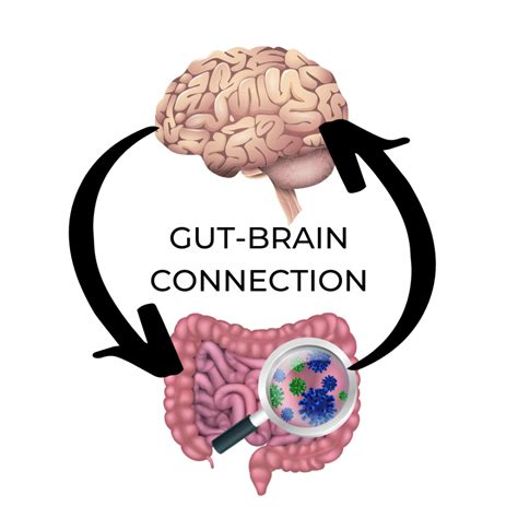 Our Gut Feelings The Gut Brain Connection Leaving The Shadowland
