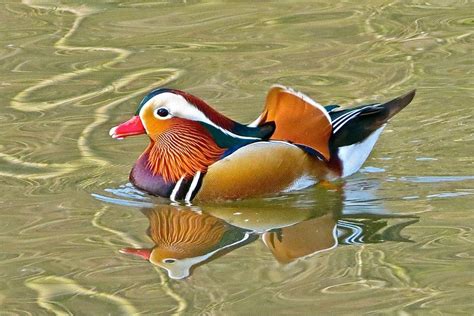 Phanet holding corp, a prestigious funding company in. The Mandarin Duck is a perching duck species found in East ...
