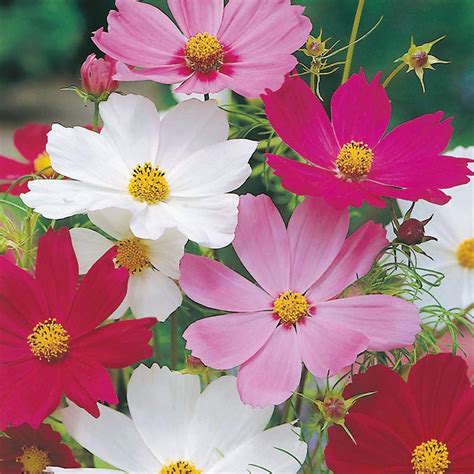 Cosmos Sensation Mixed Flower Seeds From D T Brown Flowers