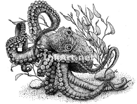 Giant Pacific Octopus Octopus Dofleini Line Art And Full Color