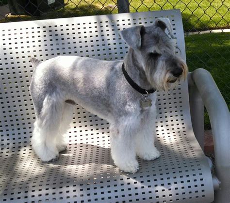 We did not find results for: 6/24/14 | Schnauzer grooming, Schnauzer, Miniature schnauzer
