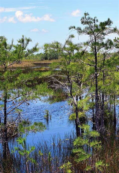 Florida Swamp Scene By William Tasker Is A Lovely Landscape Image Taken