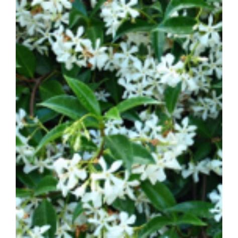Trachelospermum Jasminoides 250300cm 18l Evergreen Shrubs Polhill Garden Centre