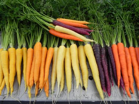 Un Potager Pour Votre Balcon Des Carottes Sur Son Balcon