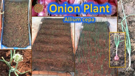 Onions Allium Cepa Health Benefits Nutrition Facts And More Youtube