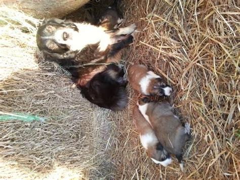 They will be up to dat eon their vaccines, microchipped and ready to give out all the. Australian shepherd / Great Pyrenees for Sale in ...