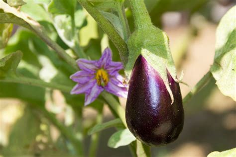 Growing Eggplant In Containers And Pots How To Grow Eggplants The Sage