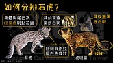 台灣石虎保育協會 - 【如何分辨石虎?】 大溪驚傳發現石虎?! 不是！ 小編已回無數次，是貓！...