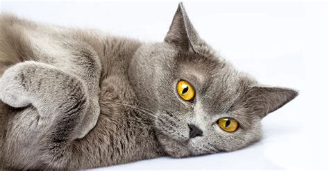 British Shorthair Kittens Personality Health Grooming