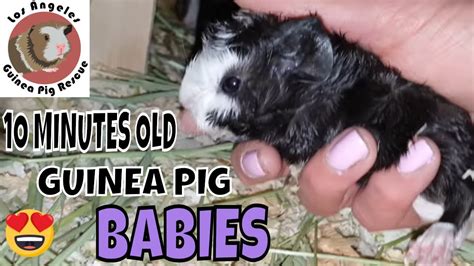 Newborn Guinea Pigs Babies Didiramone Punk