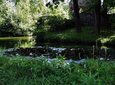 We did not find results for: Meiningen: Seerosen im Englischen Garten | Englischer ...