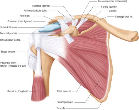 Basic Shoulder Anatomy Patients Crossing Oceans