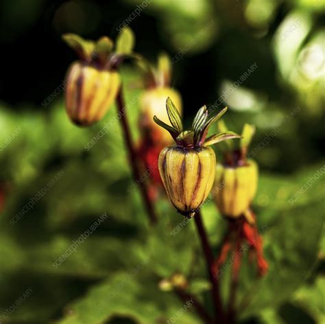 Dahlia Flower Buds Stock Image C0479973 Science Photo Library