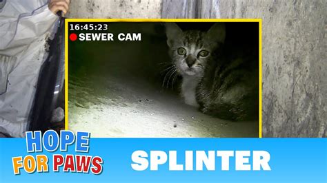 Kitten Called For Help From A Storm Drain Until A Man Heard His Little Voice Kitten Youtube
