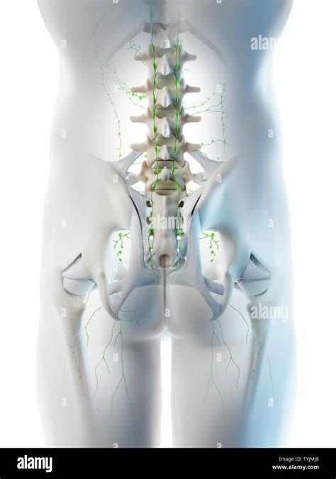 3d Rendered Illustration Of A Mans Pelvic Lymph Nodes Stock Photo Alamy