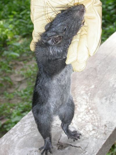 Laotian Rock Rat Standing Image Eurekalert Science News Releases