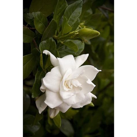 Monrovia White Everblooming Gardenia Flowering Shrub In Pot With Soil